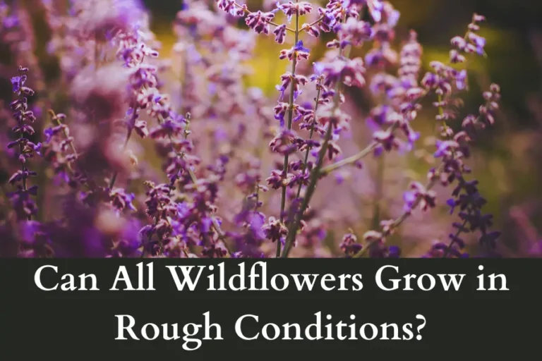 Can All Wildflowers Grow in Rough Conditions