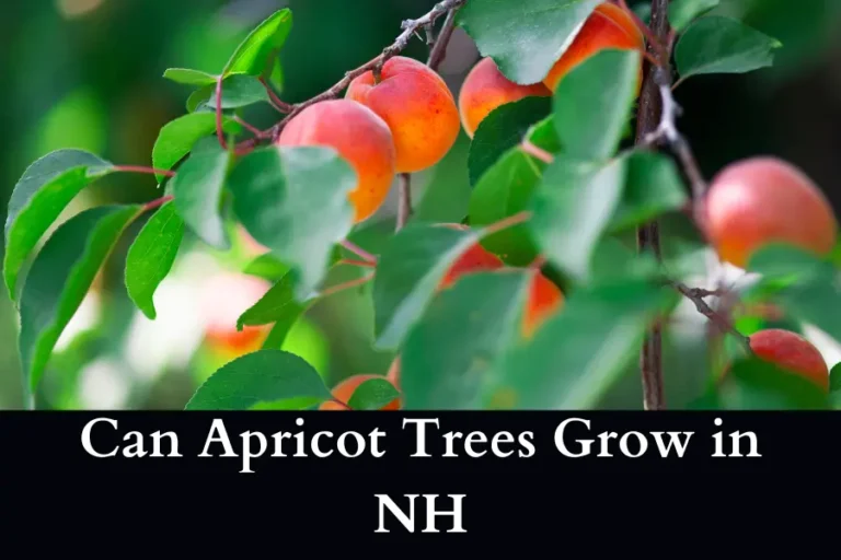 Can Apricot Trees Grow in NH - Planting in New Hampshire