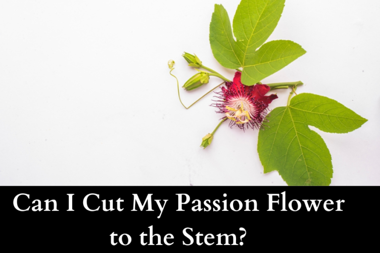 Can I Cut My Passion Flower to the Stem