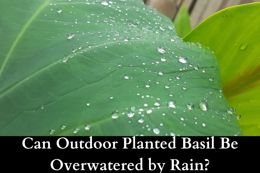 Can Outdoor Planted Basil Be Overwatered by Rain