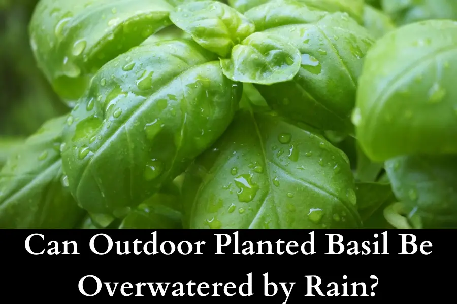 Can Outdoor Planted Basil Be Overwatered by Rain