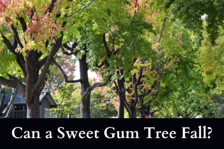 Can a Sweet Gum Tree Fall