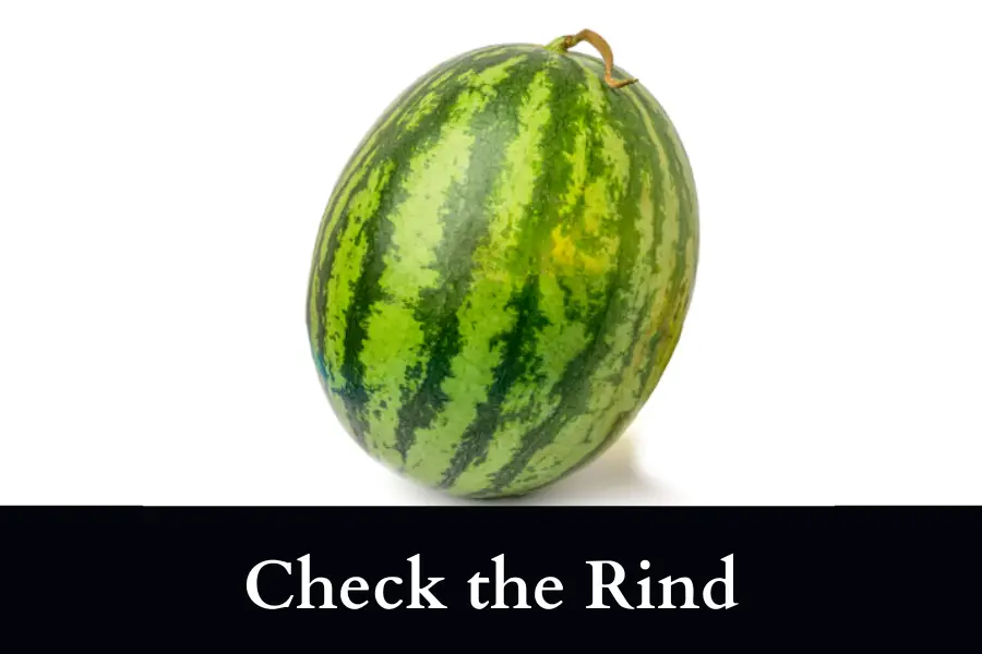 Check the Rind to know When to Pick Watermelon Sugar Baby