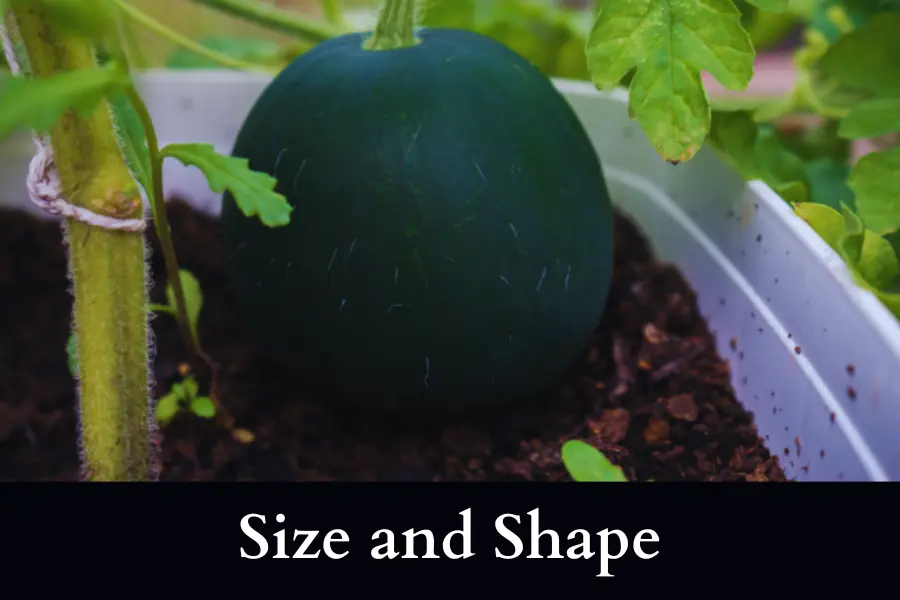 Check the Size and Shape to know When to Pick Watermelon Sugar Baby