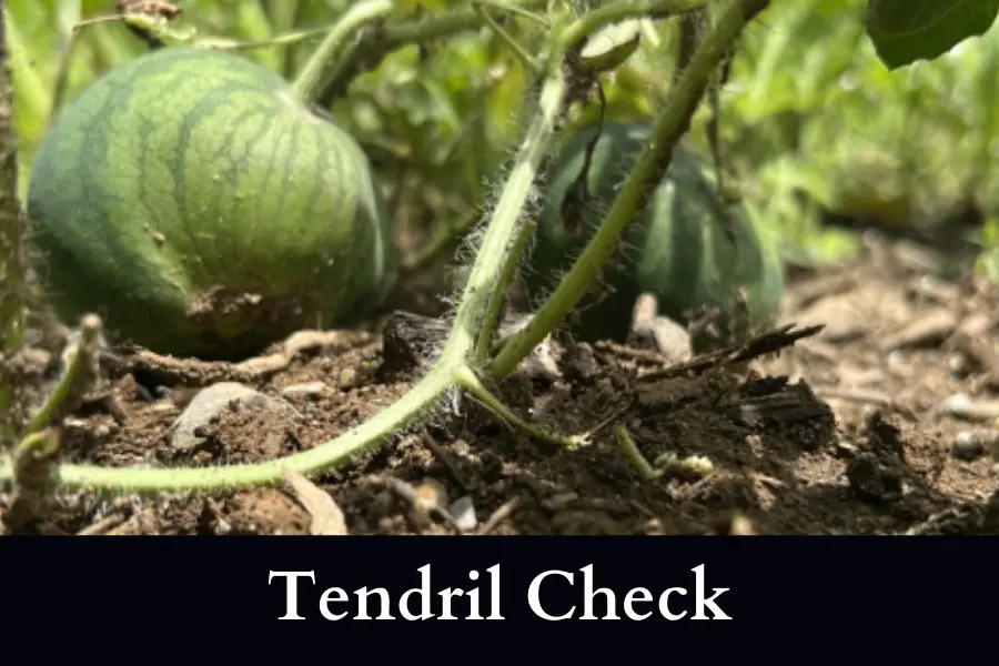 Check the tendril to know When to Pick Watermelon Sugar Baby