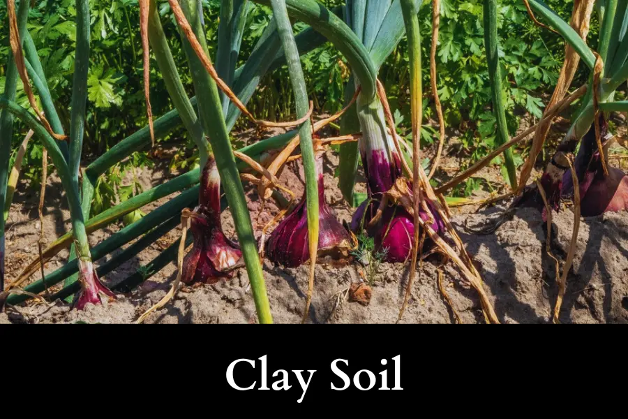 Clay Soil is best soil for planting onions