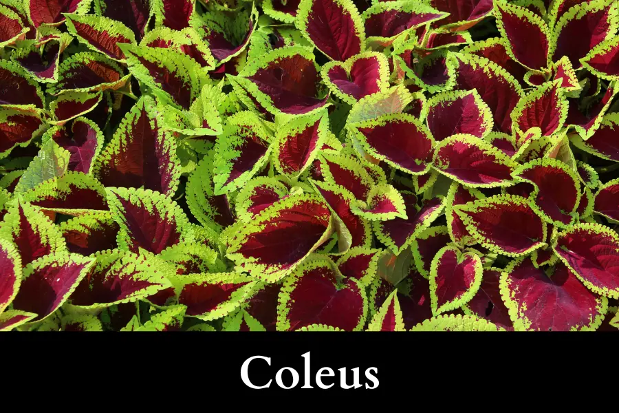 Coleus Grow Well with Ivy in a Pot