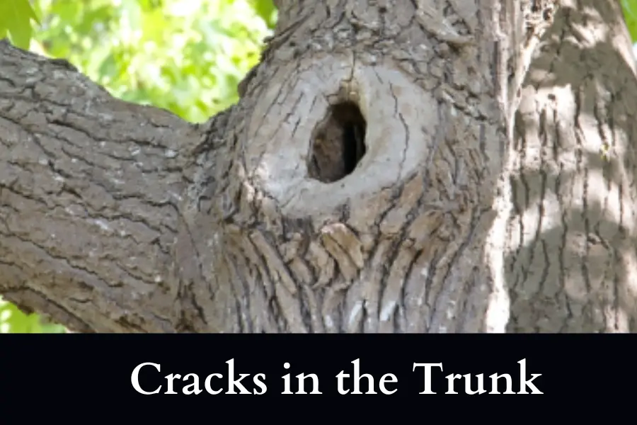 Cracks in the Trunk is a sign that sweetgum tree will fall