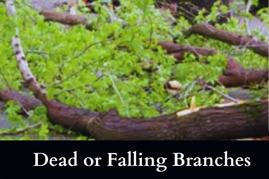 Dead or Falling Branch is a sign that sweet gum tree will fall