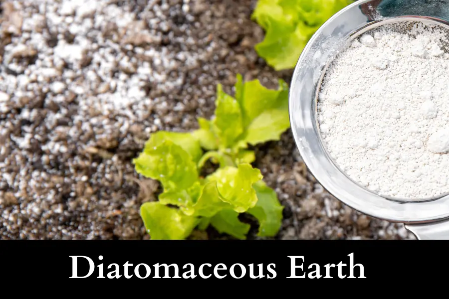 Diatomaceous Earth to naturally Get Rid of Slugs on Your Cucumbers