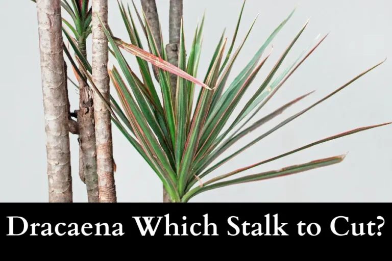 Dracaena Which Stalk to Cut