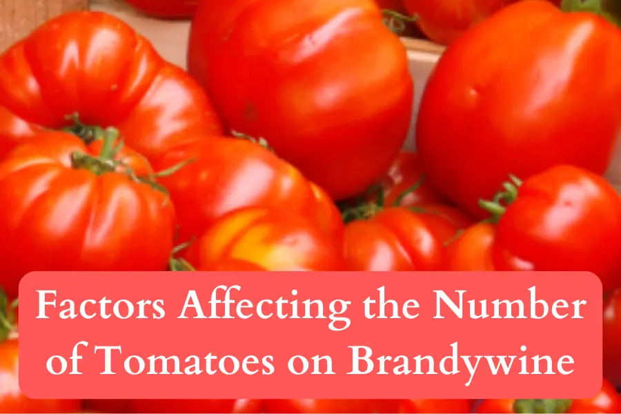 Factors Affecting the Number of Tomatoes on a Brandywine Plant