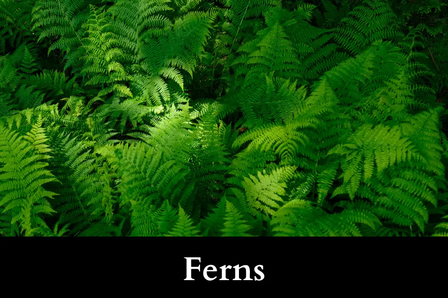 Ferns Grow Well with Ivy in a Pot