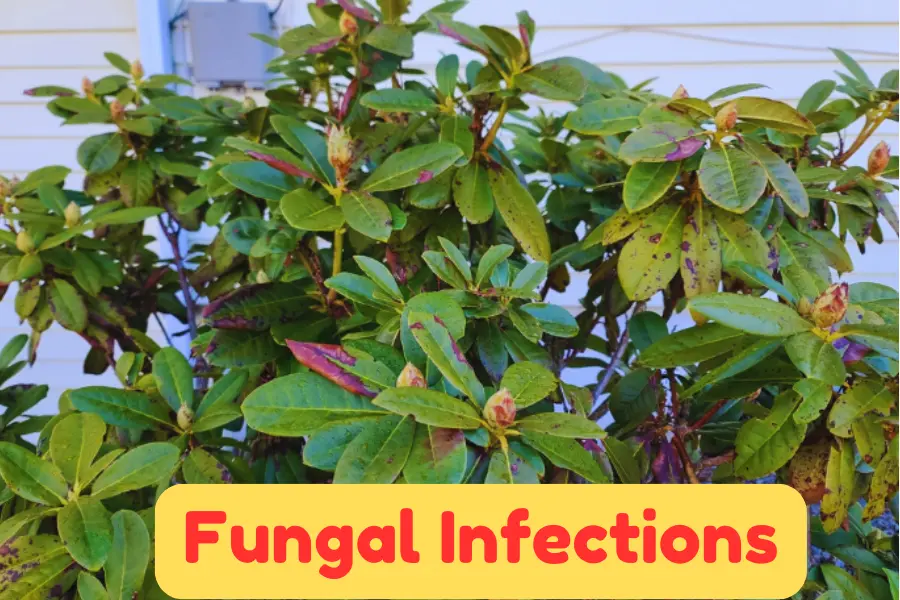 Fungal Infections is the reason why Azalea Leaves Turning Brown