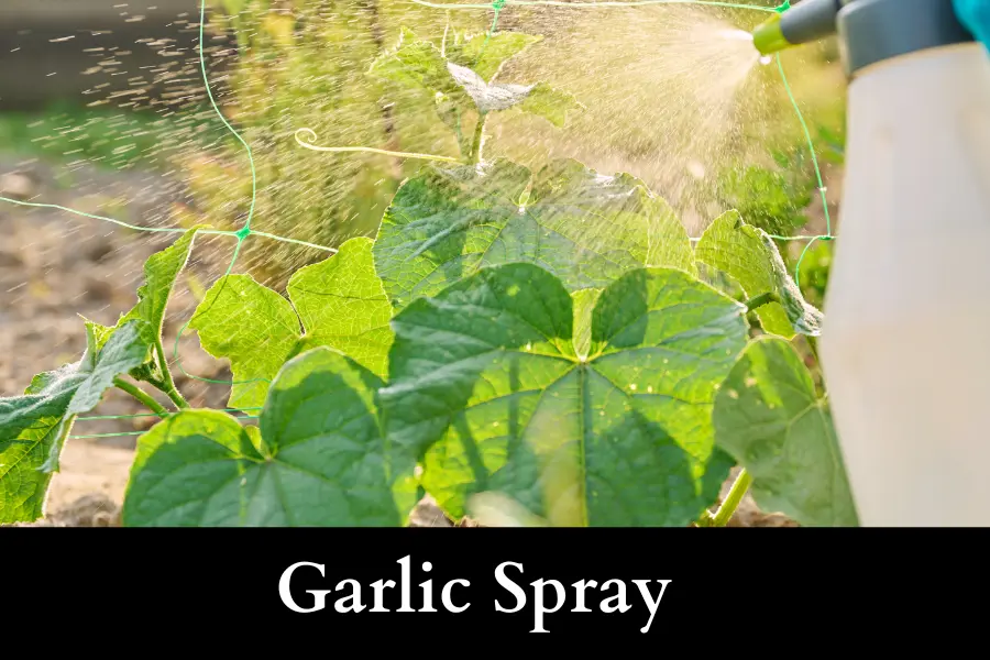 Garlic Spray to Get Rid of Slugs on Your Cucumbers