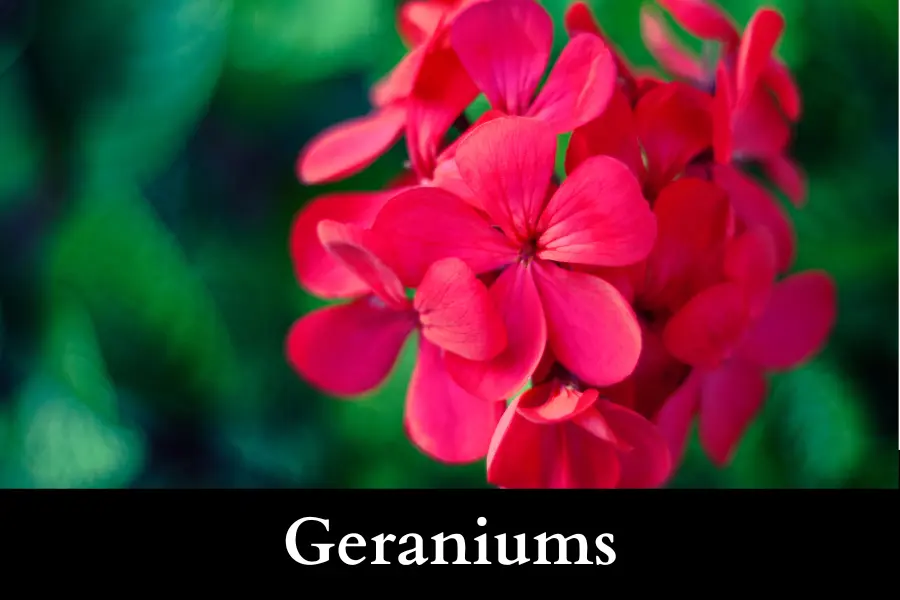 Geraniums Grow Well with Ivy in a Pot