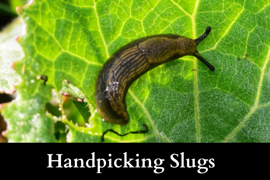 Handpicking to Get Rid of Slugs on Your Cucumbers