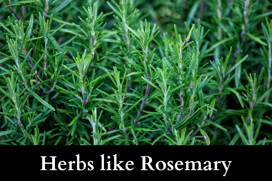 Herbs like Rosemary or Lavender cannot Grow Well with Ivy in a Pot