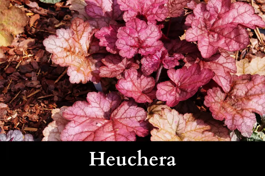 Heuchera Grow Well with Ivy in a Pot