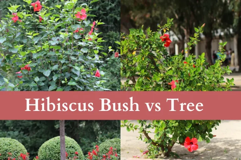 Hibiscus Bush vs Tree