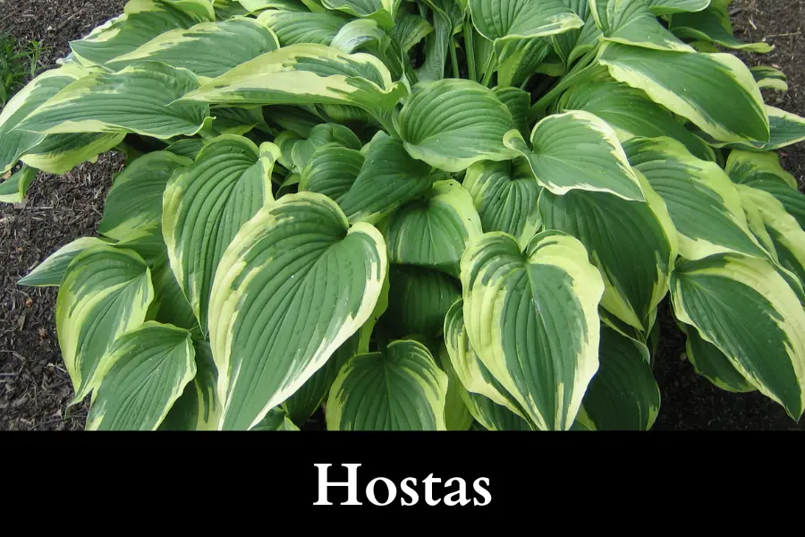 Hostas Grow Well with Ivy in a Pot