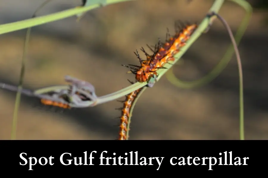 How Can I Tell if My Passion Vine Is Being Affected by Gulf Fritillaries - Spot Gulf fritillary caterpillar