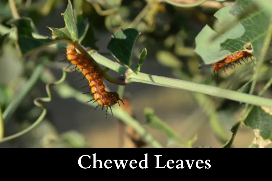 How Can I Tell if My Passion Vine Is Being Affected by Gulf Fritillaries - look for chewed leaves