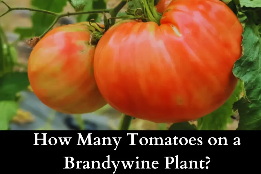 How Many Tomatoes on a Brandywine Plant