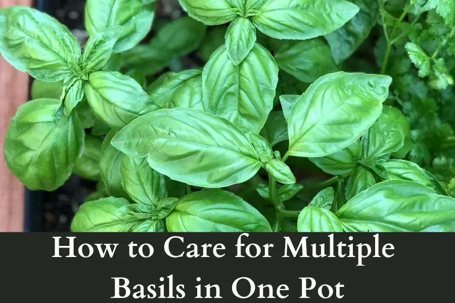 How to Care for Multiple Basils in One Pot