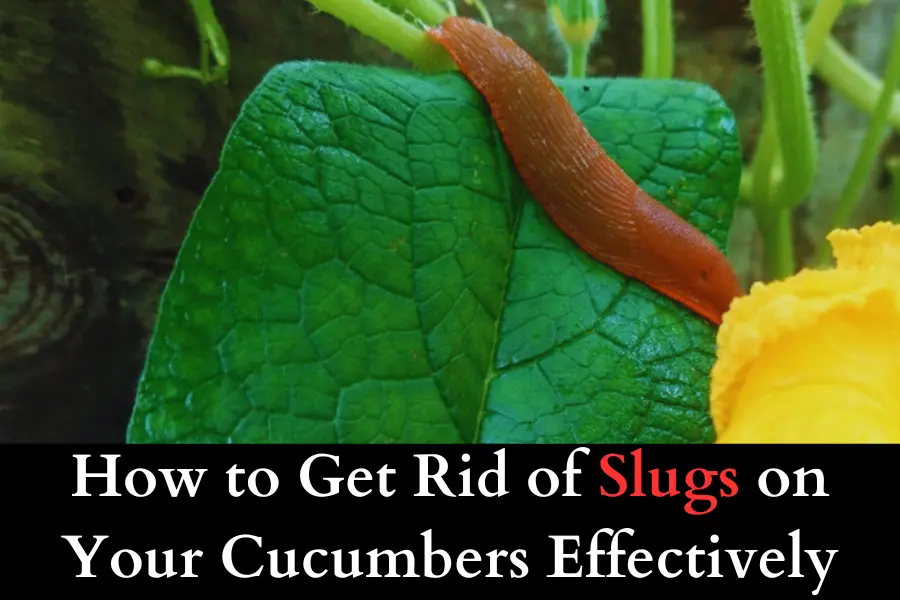 How to Get Rid of Slugs on Your Cucumbers