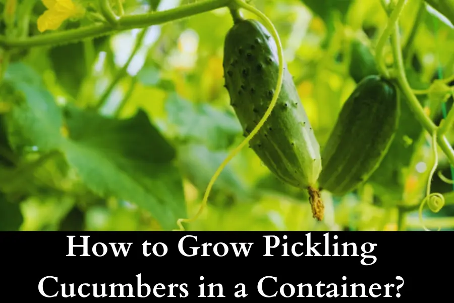 How to Grow Pickling Cucumbers in a Container