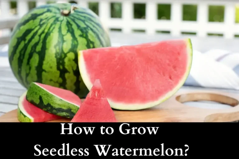 How to Grow Seedless Watermelon