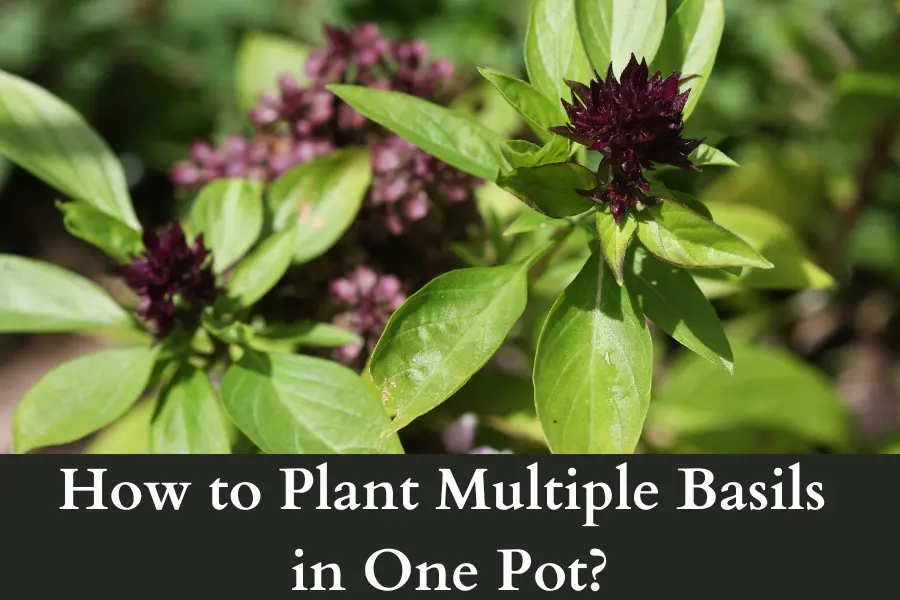 How to Plant Multiple Basils in One Pot