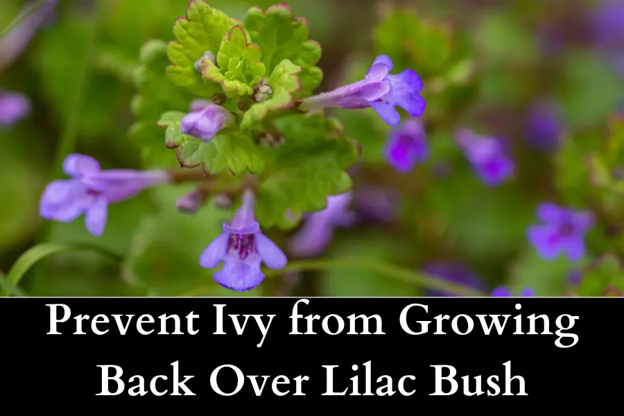 How to Prevent Ivy from Growing Back Over Lilac Bush