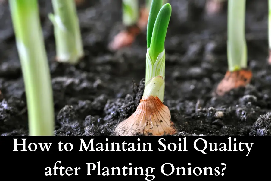 How to maintain soil quality after planting onions