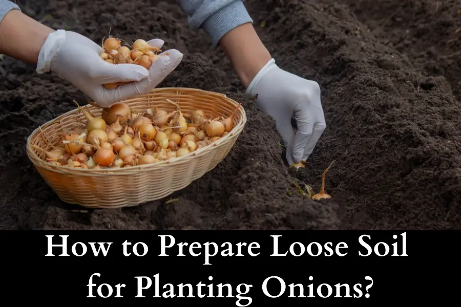 How to prepare loose soil for planting onions