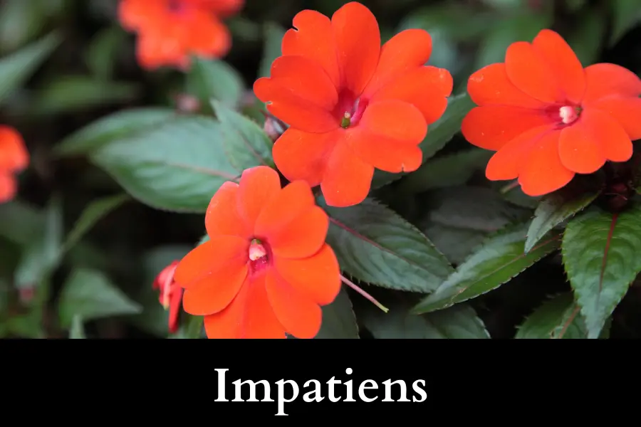 Impatiens Grow Well with Ivy in a Pot