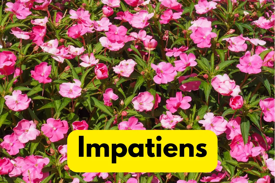 Impatiens appearance vs vinca