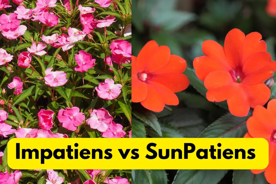 Impatiens vs SunPatiens