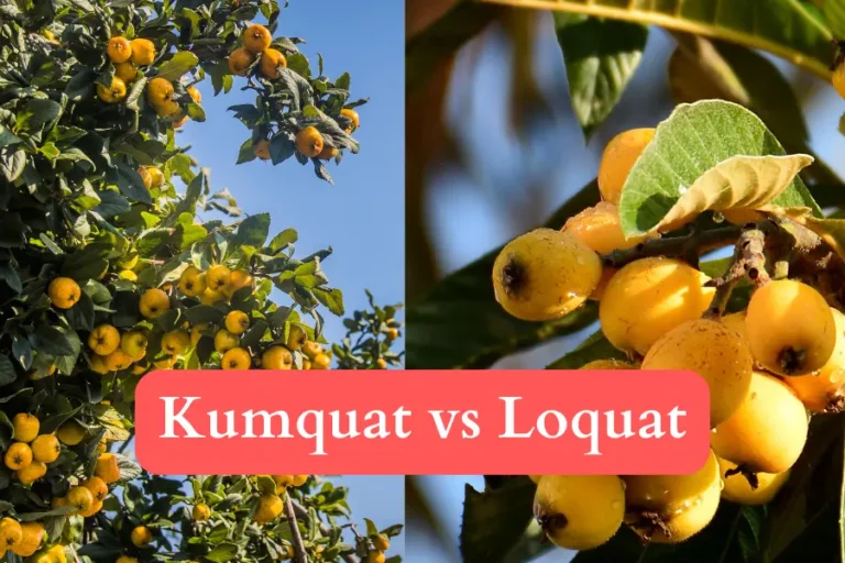 Kumquat vs Loquat