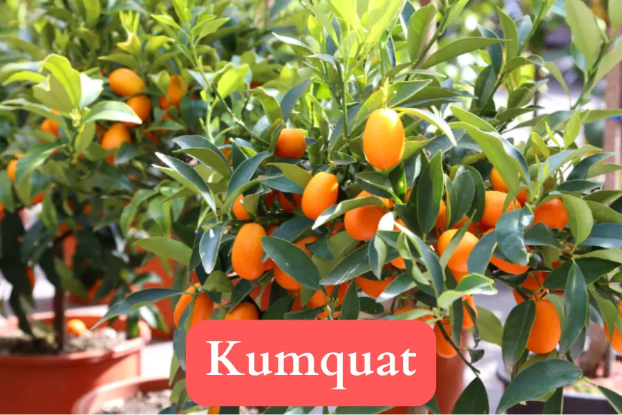 Kumquat vs Loquat - appearance comparison