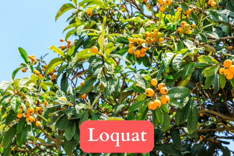 Kumquat vs Loquat - appearance description comparison