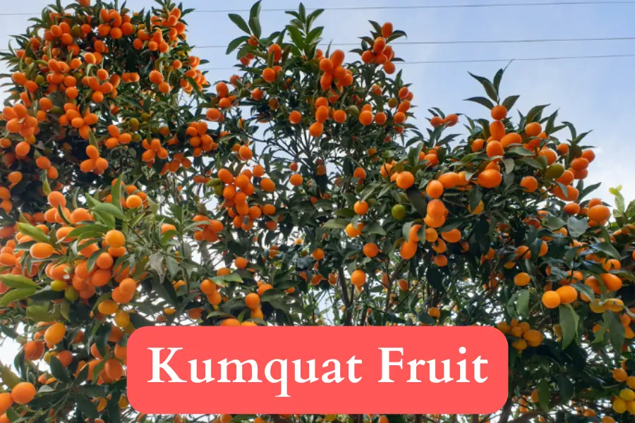 Kumquat vs Loquat - fruit comparison