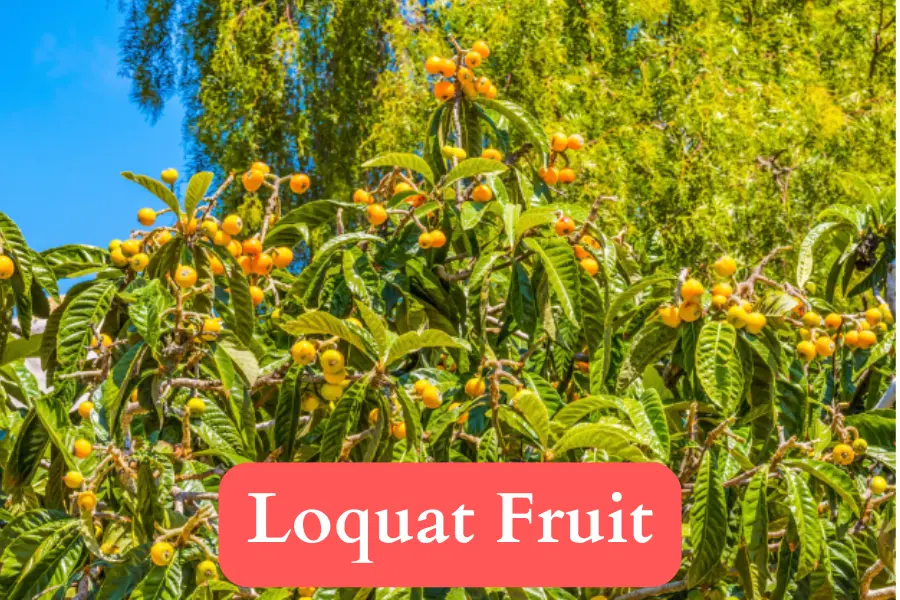 Kumquat vs Loquat - size of fruit comparison