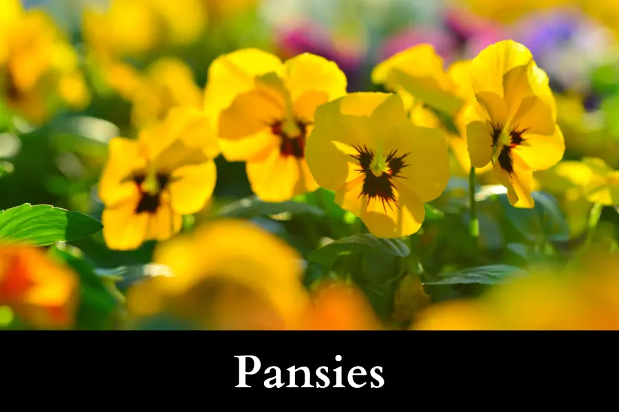 Pansies Grow Well with Ivy in a Pot