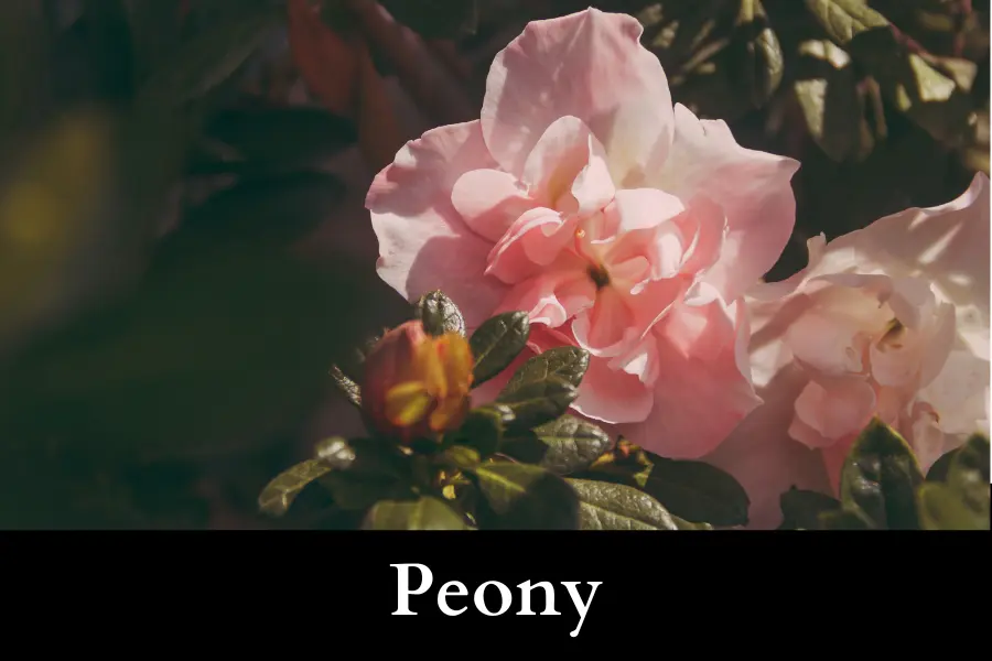 Peony vs Azalea appearance