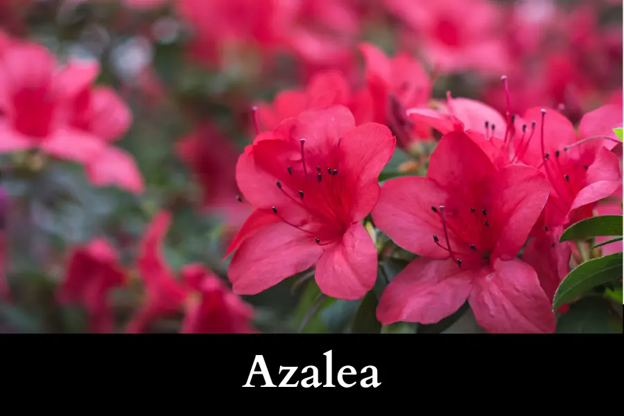 Peony vs Azalea appearance