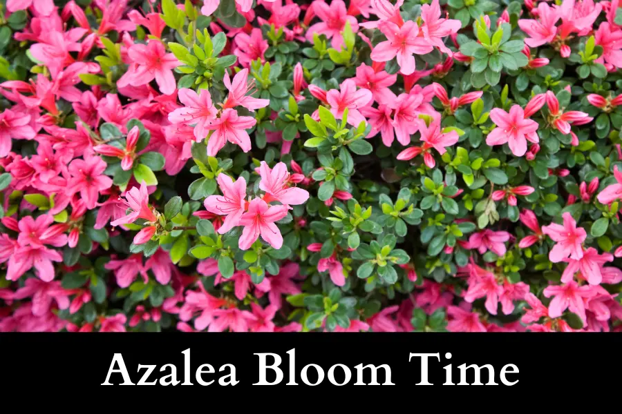 Peony vs Azalea bloom