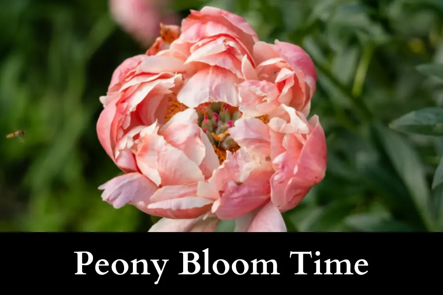 Peony vs Azalea bloom