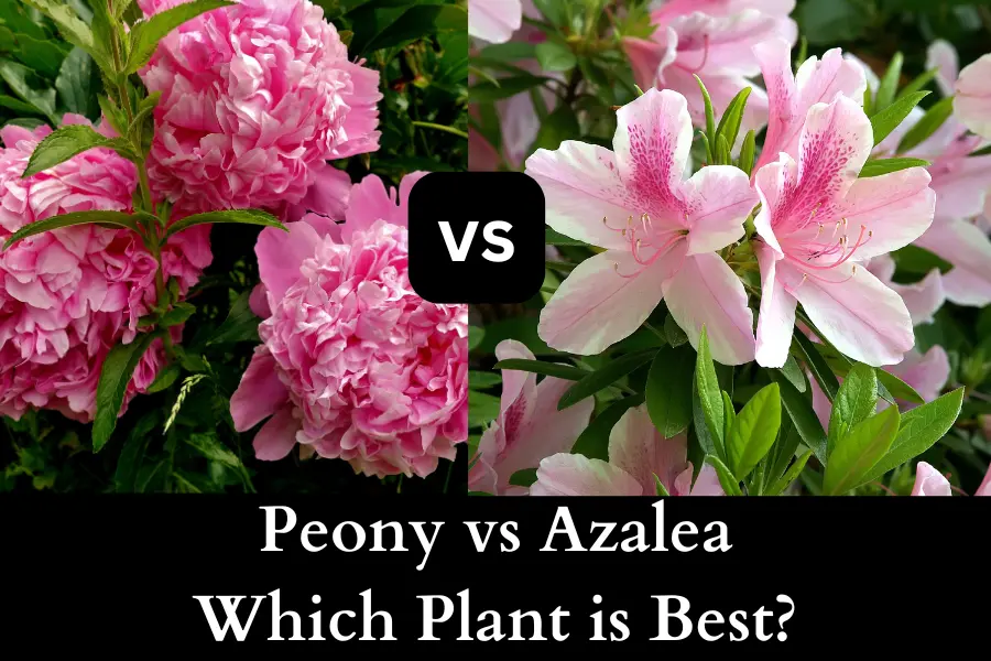 Peony vs Azalea